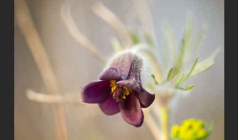 Wiesen-Kuhschelle (Pulsatilla pratensis)