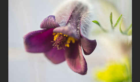 Wiesen-Kuhschelle (Pulsatilla pratensis)