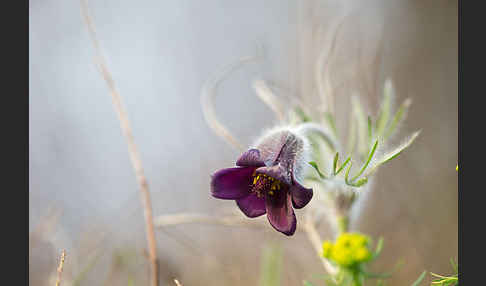 Wiesen-Kuhschelle (Pulsatilla pratensis)