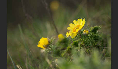 Frühlings-Adonisröschen (Adonis vernalis)