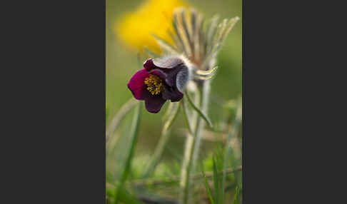 Wiesen-Kuhschelle (Pulsatilla pratensis)