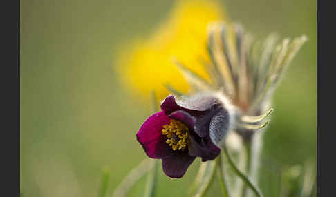 Wiesen-Kuhschelle (Pulsatilla pratensis)