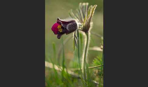 Wiesen-Kuhschelle (Pulsatilla pratensis)