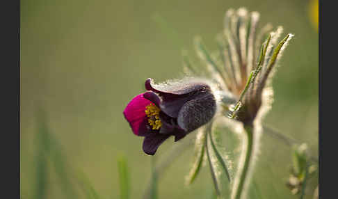 Wiesen-Kuhschelle (Pulsatilla pratensis)