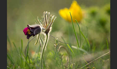 Wiesen-Kuhschelle (Pulsatilla pratensis)