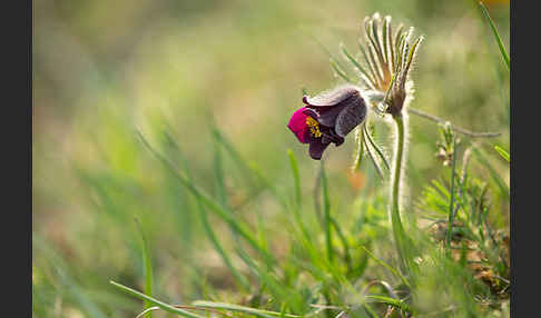 Wiesen-Kuhschelle (Pulsatilla pratensis)