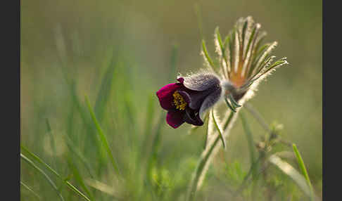 Wiesen-Kuhschelle (Pulsatilla pratensis)