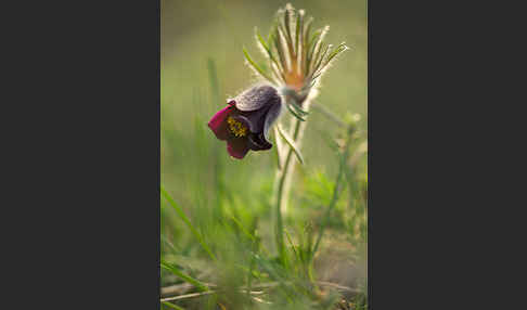 Wiesen-Kuhschelle (Pulsatilla pratensis)