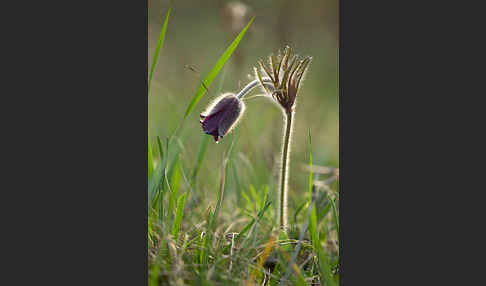 Wiesen-Kuhschelle (Pulsatilla pratensis)