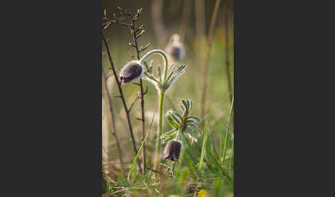 Wiesen-Kuhschelle (Pulsatilla pratensis)