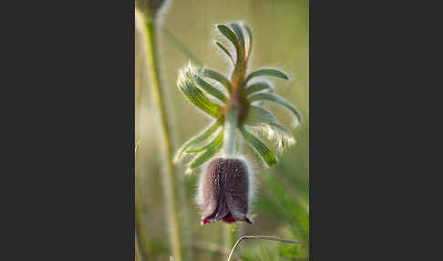 Wiesen-Kuhschelle (Pulsatilla pratensis)