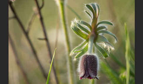 Wiesen-Kuhschelle (Pulsatilla pratensis)