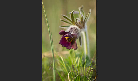 Wiesen-Kuhschelle (Pulsatilla pratensis)