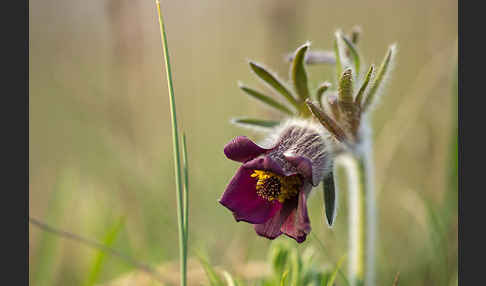 Wiesen-Kuhschelle (Pulsatilla pratensis)