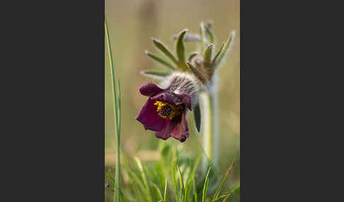 Wiesen-Kuhschelle (Pulsatilla pratensis)