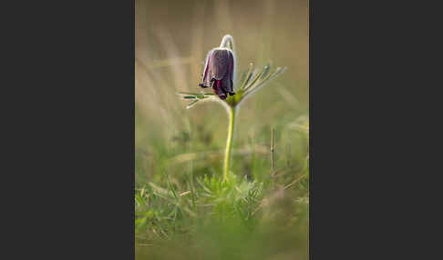 Wiesen-Kuhschelle (Pulsatilla pratensis)