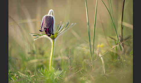 Wiesen-Kuhschelle (Pulsatilla pratensis)