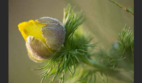 Frühlings-Adonisröschen (Adonis vernalis)