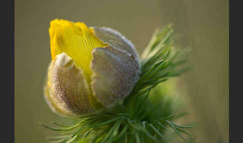 Frühlings-Adonisröschen (Adonis vernalis)