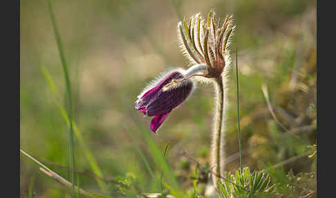 Wiesen-Kuhschelle (Pulsatilla pratensis)