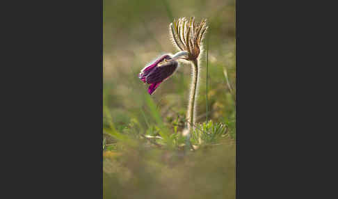 Wiesen-Kuhschelle (Pulsatilla pratensis)