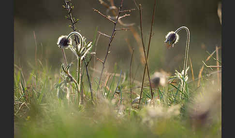 Wiesen-Kuhschelle (Pulsatilla pratensis)