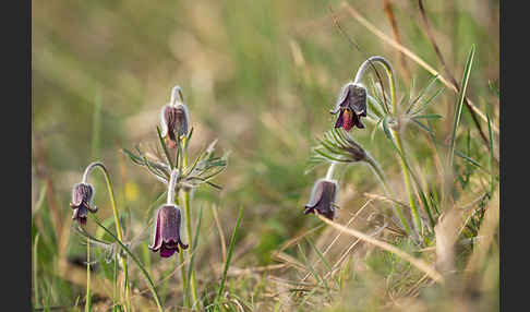 Wiesen-Kuhschelle (Pulsatilla pratensis)