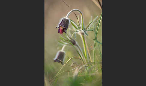 Wiesen-Kuhschelle (Pulsatilla pratensis)