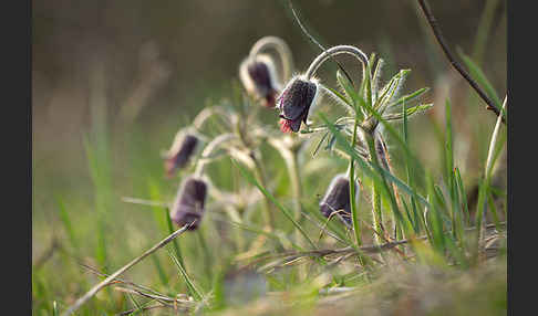 Wiesen-Kuhschelle (Pulsatilla pratensis)