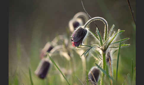 Wiesen-Kuhschelle (Pulsatilla pratensis)