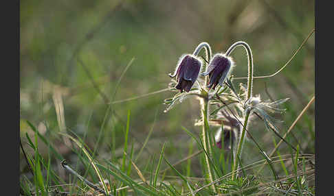Wiesen-Kuhschelle (Pulsatilla pratensis)