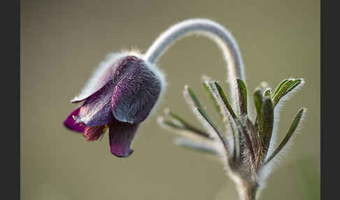 Wiesen-Kuhschelle (Pulsatilla pratensis)