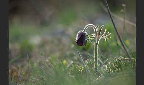 Wiesen-Kuhschelle (Pulsatilla pratensis)