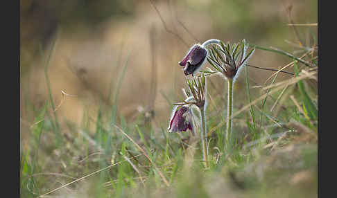 Wiesen-Kuhschelle (Pulsatilla pratensis)