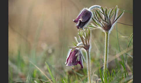 Wiesen-Kuhschelle (Pulsatilla pratensis)