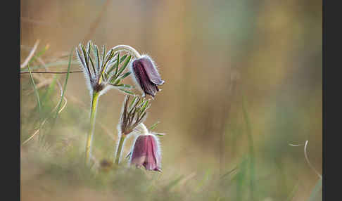 Wiesen-Kuhschelle (Pulsatilla pratensis)