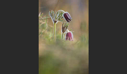 Wiesen-Kuhschelle (Pulsatilla pratensis)