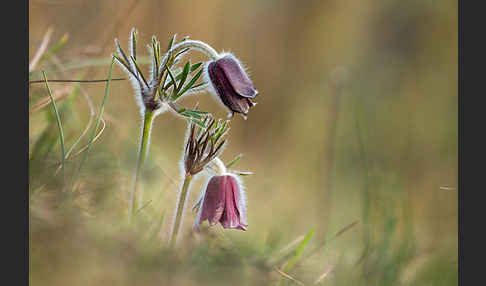 Wiesen-Kuhschelle (Pulsatilla pratensis)