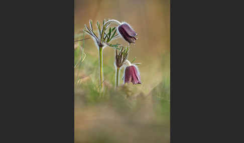 Wiesen-Kuhschelle (Pulsatilla pratensis)