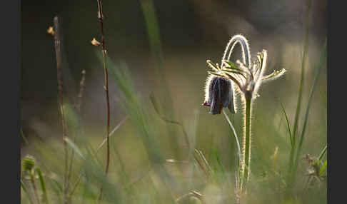 Wiesen-Kuhschelle (Pulsatilla pratensis)