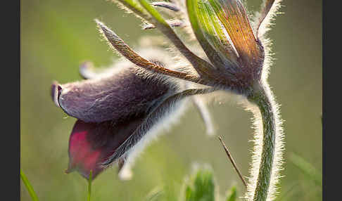 Wiesen-Kuhschelle (Pulsatilla pratensis)