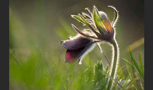 Wiesen-Kuhschelle (Pulsatilla pratensis)