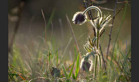 Wiesen-Kuhschelle (Pulsatilla pratensis)