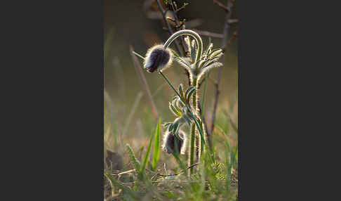 Wiesen-Kuhschelle (Pulsatilla pratensis)