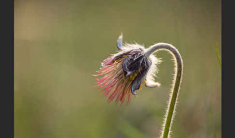 Wiesen-Kuhschelle (Pulsatilla pratensis)