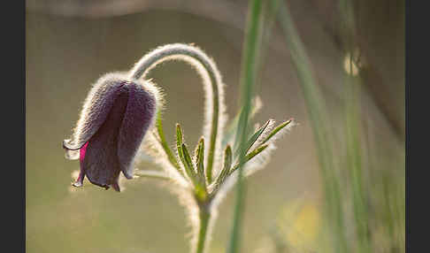 Wiesen-Kuhschelle (Pulsatilla pratensis)