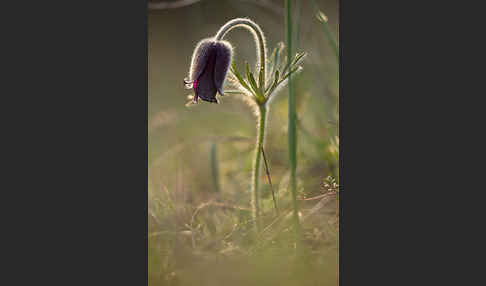 Wiesen-Kuhschelle (Pulsatilla pratensis)