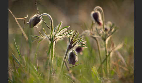 Wiesen-Kuhschelle (Pulsatilla pratensis)