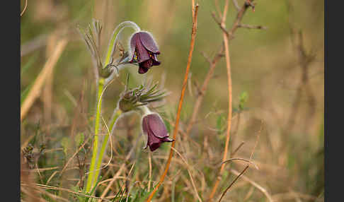 Wiesen-Kuhschelle (Pulsatilla pratensis)