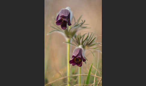 Wiesen-Kuhschelle (Pulsatilla pratensis)